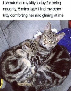 Stupid Bar Memes 161STORMERMEME260224s618x796