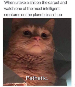Stupid Bar Memes 281STORMERMEME110324