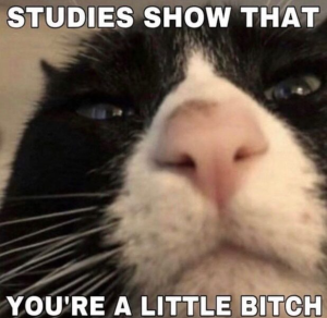 Stupid Bar Memes 741STORMERMEME110324