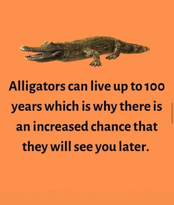 Stupid Bar Memes AnimalssHilarioussInstagramsMemess21