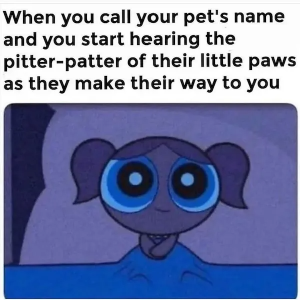 Stupid Bar Memes AnimalssHilarioussInstagramsMemess9
