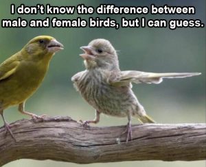 Stupid Bar Memes IsmightsnotsknowsthesdifferencesbetweensasmalesandsfemalesbirdsbutsIscansguess