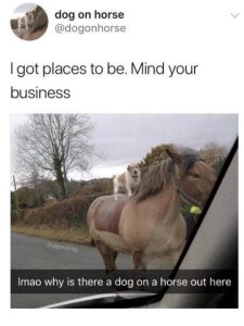 Stupid Bar Memes JiboqVn