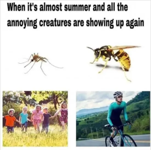 Stupid Bar Memes SpringsMemessHumors9