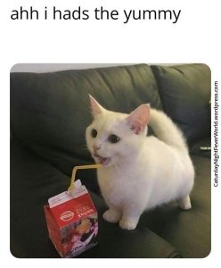 Stupid Bar Memes aPA6BmQs700b