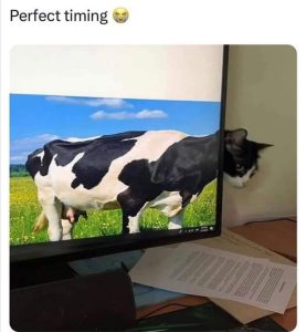 Stupid Bar Memes aXPZL0Ps700b