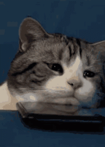 Stupid Bar Memes catsкошка