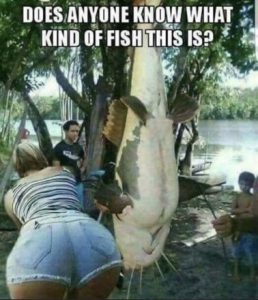 Stupid Bar Memes f309513936e7b784
