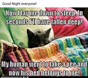 Stupid Bar Memes fe87667a52bec654