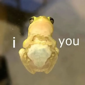 Stupid Bar Memes frogmemeshubs432339214s905102764428939s4868633773658982344sn