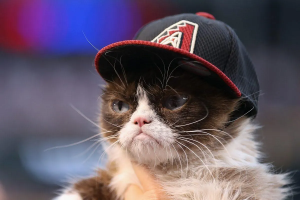 Stupid Bar Memes grumpyscatsGettyImagess519250942s1200x800