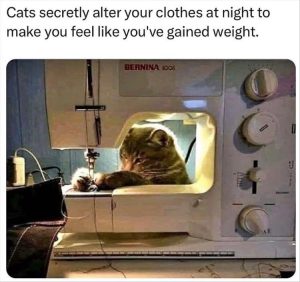 Stupid Bar Memes yourescats