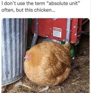 Stupid Bar Memes youreschicken