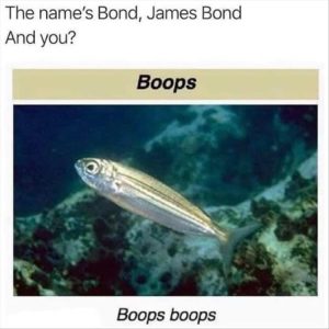 Stupid Bar Memes youresfishes