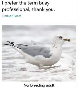 Stupid Bar Memes youreswantingsbirds