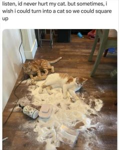 Stupid Bar Memes youreswantingscats