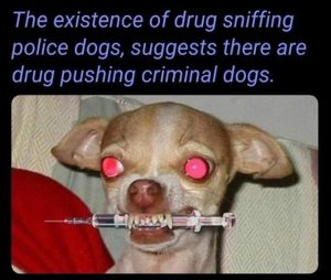 Stupid Bar Memes youreswantingsthesdogs