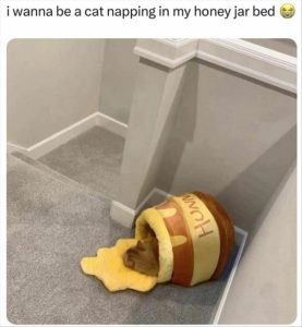 Stupid Bar Memes youreswantingsthissbed