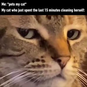 Stupid Bar Memes youreswantingstospetsthescat