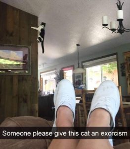 Stupid Bar Memes youresweirdscat