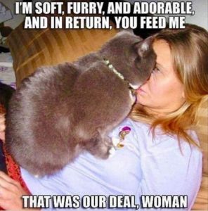 Stupid Bar Memes zsfunnys28