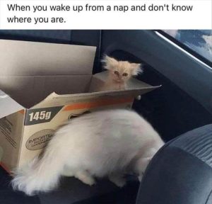 Stupid Bar Memes zsfuns17