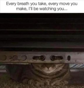 Stupid Bar Memes zsfuns221s1