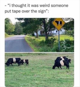 Stupid Bar Memes zsfuns52