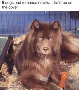 Stupid Bar Memes zsfuns68s3