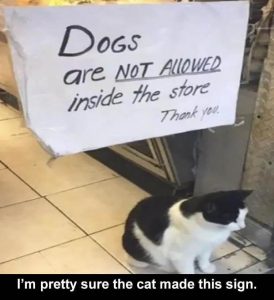 Stupid Bar Memes zsfuns8s3