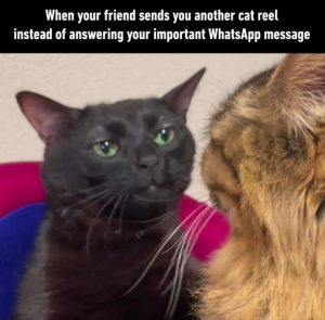 Stupid Bar Memes zsmemess26