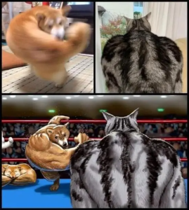 Stupid Bar Memes 0tXdKvb