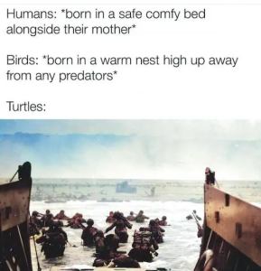Stupid Bar Memes 3lT1ng5