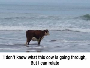 Stupid Bar Memes 4053b45697b962df