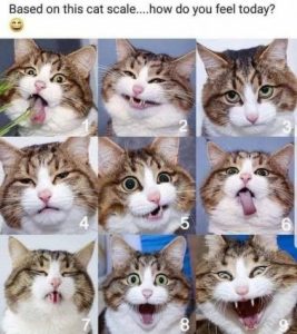 Stupid Bar Memes 5aeffaf99563a489
