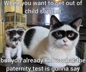 Stupid Bar Memes 69bf9de627efa3fe
