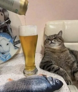 Stupid Bar Memes 997aafc428eb7c13