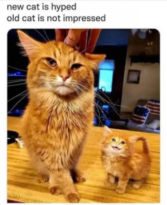 Stupid Bar Memes WkEguwj