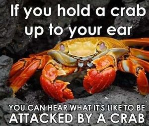 Stupid Bar Memes attackedbyacrab