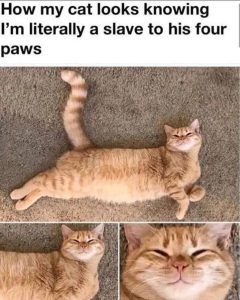 Stupid Bar Memes ayNEwwqs700b
