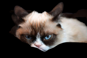 Stupid Bar Memes grumpyscat