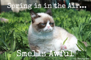 Stupid Bar Memes grumpyscatsspring