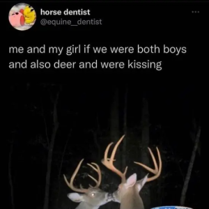 Stupid Bar Memes horsesdentistsequinesdentistsandsmysgirlsifsweresbothsboyssandsalsosdeersandswereskissing