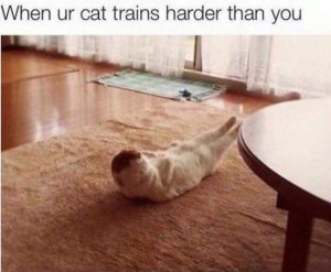 Stupid Bar Memes l8rFJnO