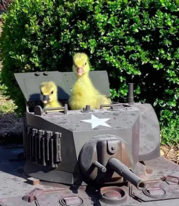Stupid Bar Memes podborkasprikolnyxskartinoks92