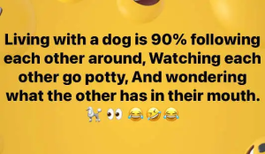 Stupid Bar Memes politicallyincorrecthumor 1