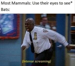 Stupid Bar Memes yy