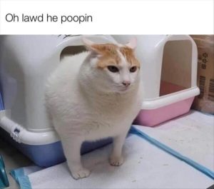 Stupid Bar Memes zsfuns31s2