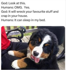 Stupid Bar Memes zsfuns40s4