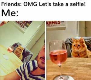 Stupid Bar Memes zsfuns54
